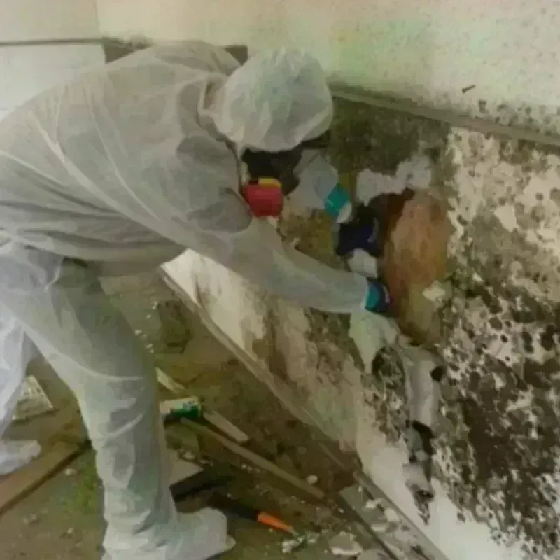 Mold Remediation and Removal in Volusia County, FL